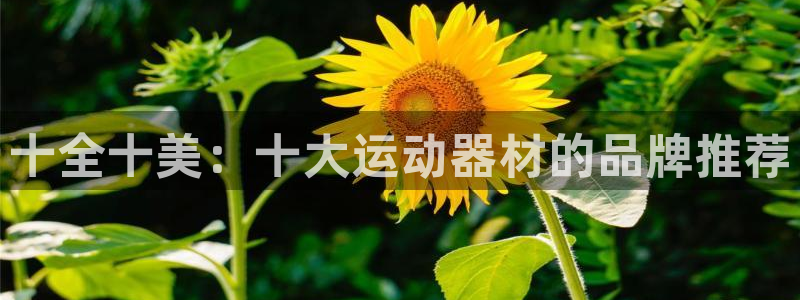 海南凯捷体育发展怎么样：十全十美：十大运动器材的品牌推荐